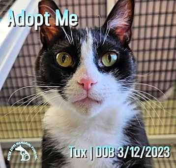 Photo of Tux