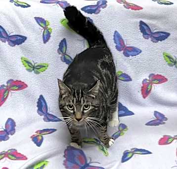 Photo of Saffy