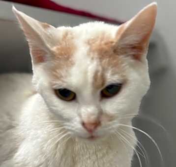 Photo of Snowball