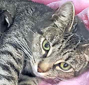 Photo of Dottie