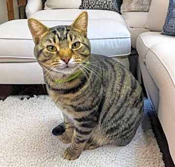 Photo of Romeo