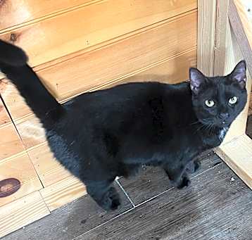 Photo of Cinnamon