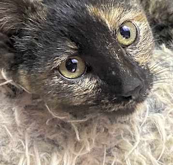 Photo of Starling