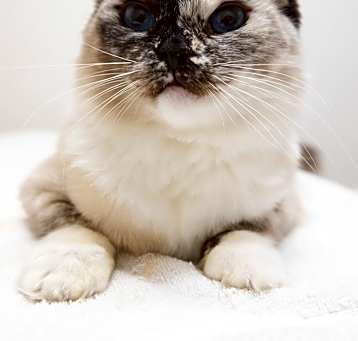 Photo of Walnut