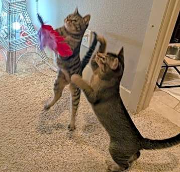 Photo of Timmy and Shyla