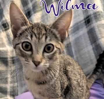 Photo of Wilma