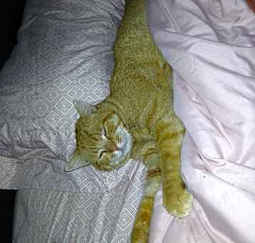 Photo of Rusty