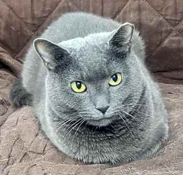Photo of Olive