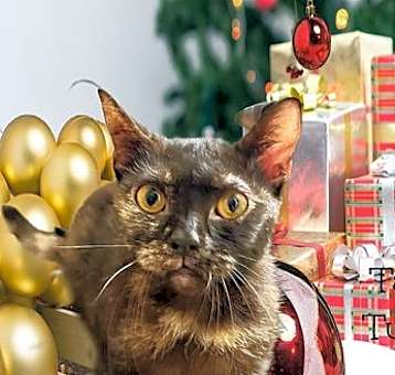 Photo of Tabitha Twitchit