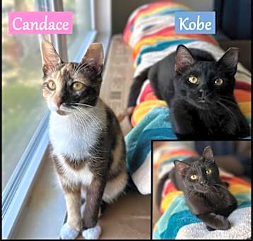 Photo of Kobe