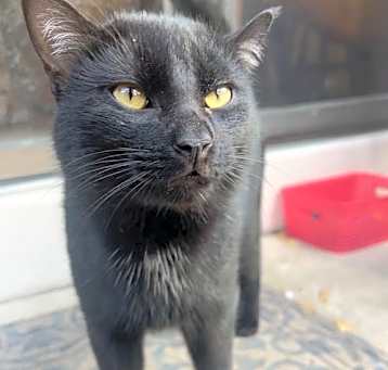 Photo of BB the Magnificent