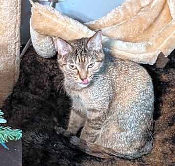 Photo of Stella