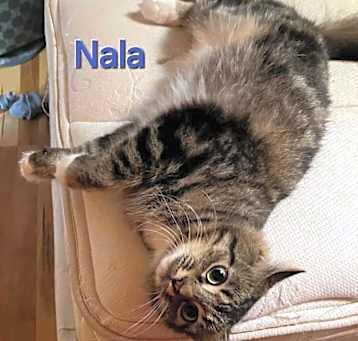 Photo of Nala