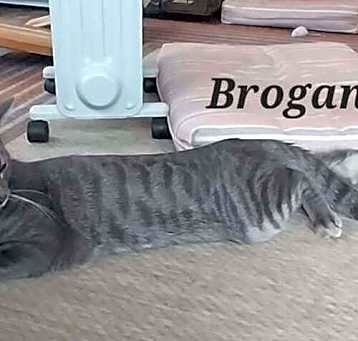 Photo of Brogan