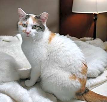Photo of Apricot