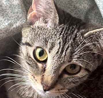 Photo of Blossom