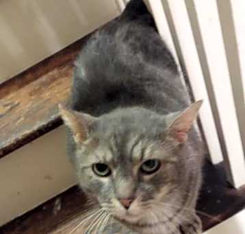 Photo of Furguson
