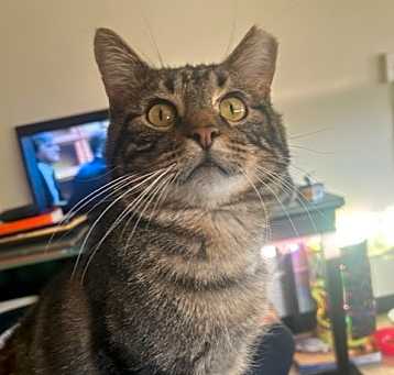 Photo of Tonka