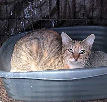 Photo of Girly Girl