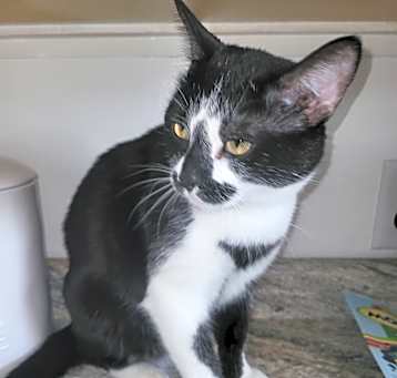 Photo of Checkers