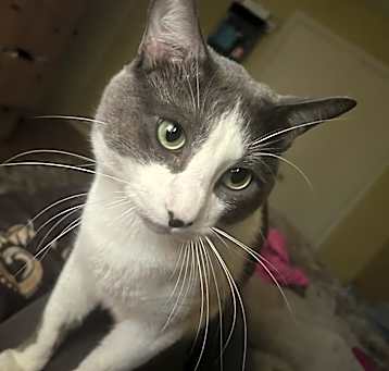 Photo of Milo
