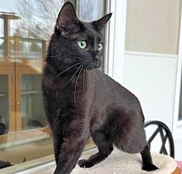 Photo of Licorice