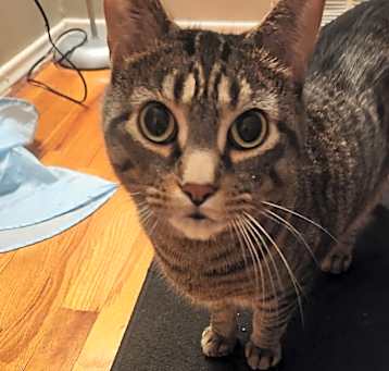 Photo of Bodhi