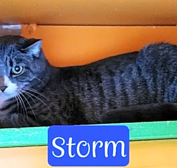 Photo of Storm