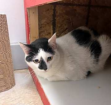 Photo of Panda (Suki)