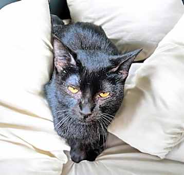Photo of Blue