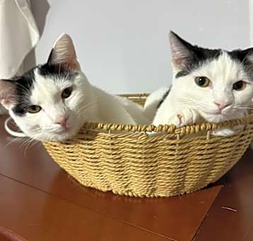 Photo of Fifi & Petunia
