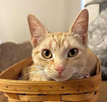 Photo of Copper