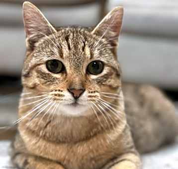 Photo of Biscuit