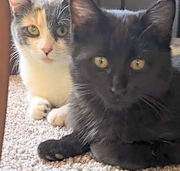 Photo of Peaches and Onyx