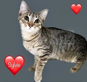 Photo of SYLVIE