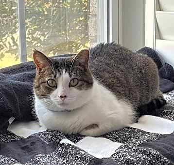 Photo of Mouse