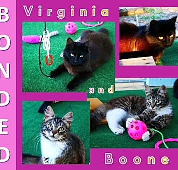 Photo of Boone