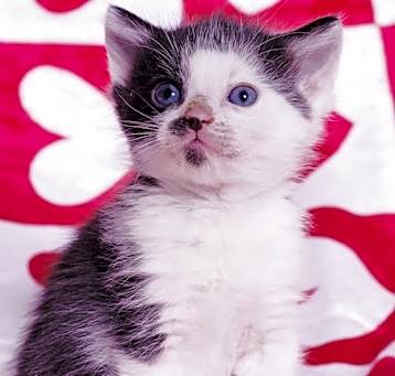 Photo of Raven Paw (kitten)