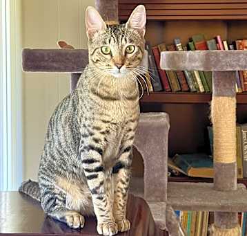 Photo of Milo (bonded with Kylo)