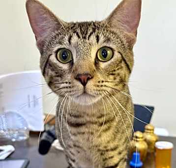 Photo of Kylo (bonded with Milo)