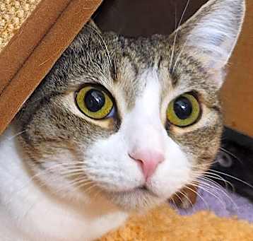 Photo of LADY