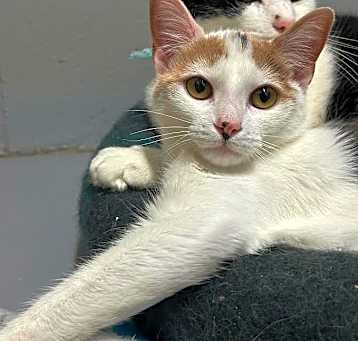 Photo of binx