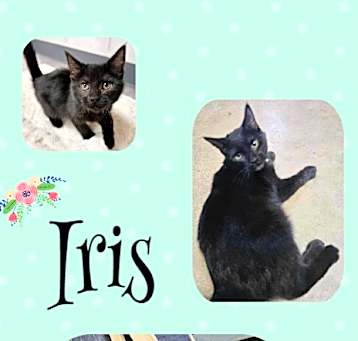Photo of Iris