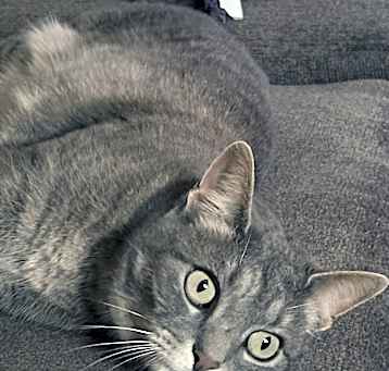 Photo of Millie