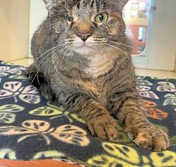 Photo of Parsley