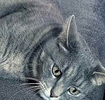 Photo of Millie