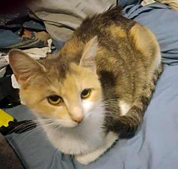 Photo of Calico Mommy