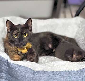 Photo of Callie
