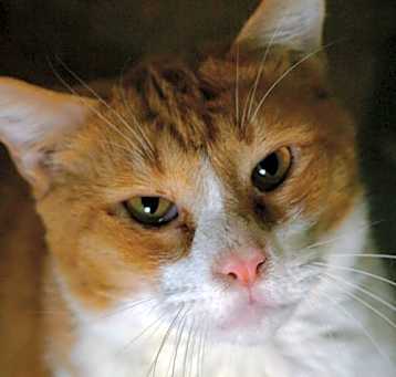 Photo of Pumpkin