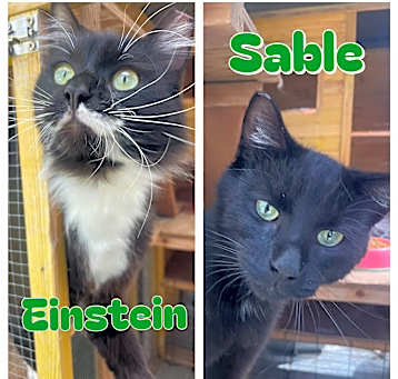 Photo of Einstein & Sable
